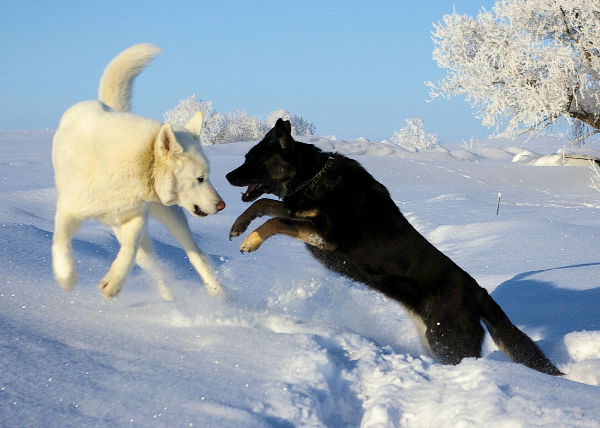 Dogs Playing In The Snow